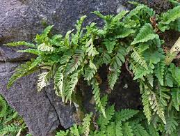Image result for Polyporus pendulus