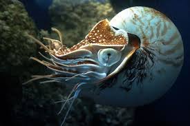 The Nautilus A Living Fossil Of The Seas Found In Abundance In Prehistoric Times The Nautilus Numbers Have Dwindled And Deep Sea Creatures Nautilus Animals