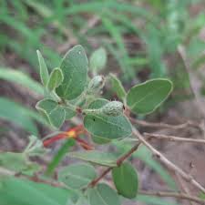 Image result for Englerina