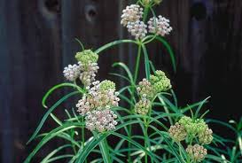 Image result for Asclepias longissima