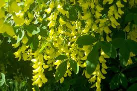 Image result for Laburnum anagyroides