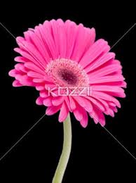 Birth Month Flower April By Brish08 On Deviantart April Birth Flower Birth Month Flowers Birth Flowers