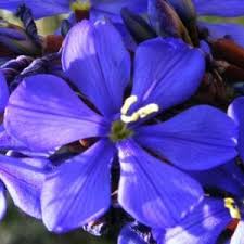 Image result for Aristea angolensis