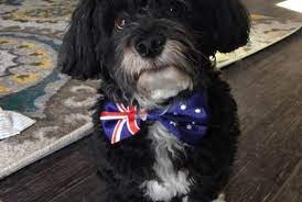 Each and every dog or a cat brought into australia will require a permit. Bringing Dogs And Cats To Australia From Moving To Importing Pets Petrelocation
