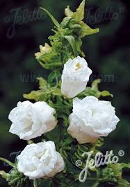 Campanula Medium Flore Plena White Double Portion S Dried Flowers Campanula Flowers