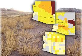 Image result for Euryops subcarnosus