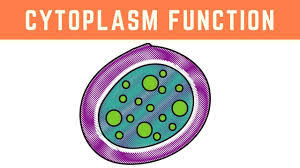 Carries genetic information and controls what happens inside the cell. Cytoplasm Function More Than Just The Clear Liquid Of The Cell Youtube