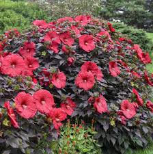 Image result for Hibiscus kirkii