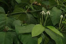 Image result for Oxyanthus zanguebaricus