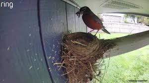 Familia de robins alimentando a sus crías