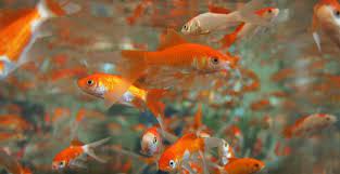 Pekerja sosial ini mengatakan, hal tersebut untuk memanfaatkan peluang pelatihan ikan koi ini guna kemandirian ekonomi dan meningkatkan kesejahteraan penerima manfaat. 13 Jenis Ikan Hias Air Tawar Yang Mudah Dipelihara Untuk Pemula