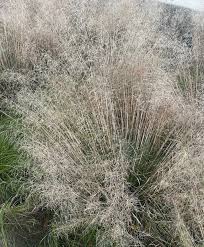 Image result for Deschampsia
