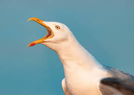 Image result for seagull