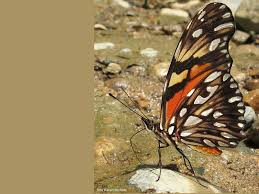 Image result for Dolichos junodii