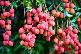 I have found their plants substandard and over priced. Fresh Ripe Lychee Fruit Hang On The Lychee Tree In The Garden Stock Photo Picture And Royalty Free Image Image 122758501