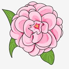 Camellia Illustration Cartoon Flower Pink Camellia Pink Pink Flowers Png Transparent Clipart Image And Psd File For Free Download Cartoon Flowers Pink Flowers Background Flower Png Images