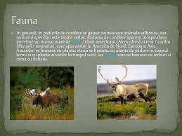 Modul de hranire in mediul acvatic. Ppt Mediul PÄƒdurilor De Conifere Powerpoint Presentation Free Download Id 2940499