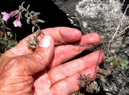 Image result for Sericorema sericea