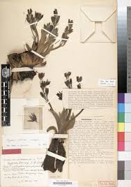 Image result for Multidentia concrescens