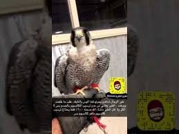 Listen to صقر شاهين | soundcloud is an audio platform that lets you listen to what you love and share the sounds you stream tracks and playlists from صقر شاهين on your desktop or mobile device. Ø­Ù„ Ù…Ø´ÙƒÙ„Ø© ØµÙ‚Ø± Ø´Ø§Ù‡ÙŠÙ† ÙƒÙ„ Ù…Ø§ ØµÙ Ø±ÙŠØ´ Ù‚Ø·Ù‡ Ù…Ø·ÙˆØ¹ Ø§Ù„Ù…Ø·ÙˆØ¹ Youtube