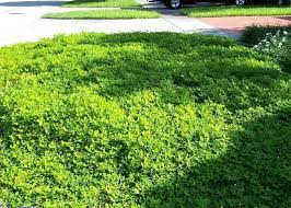 Image result for Carissa