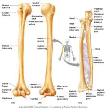 Humerus Radius Ulna Anatomi Ve Fizyoloji Biyoloji Anatomi