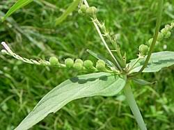 Image result for Spigelia anthelmia