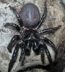 Deadliest Spider In The World Deadly Spiders Of The World Scienceray Spider Venomous Animals Hobo Spider