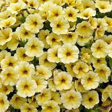 Supercal Light Yellow Petchoa Plant Plants Petunia Plant Petunias