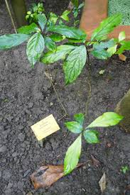 Image result for Asystasia vogeliana