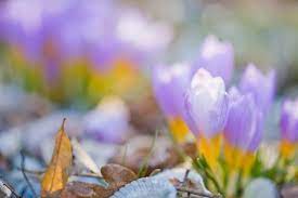 Veredit Photographic Poems The Crocuses Were First Crocus The South Wind The 5th Of November