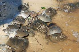Horseshoe Crab Blood The Miracle Vaccine Ingredient That S Saved Millions Of Lives Natural History Museum