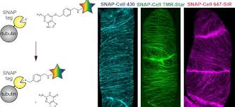 Check spelling or type a new query. Plantae Chemical Labeling Of Proteins In Live Plant Cells Plantae