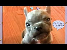 Bouledogue or bouledogue français) is a breed of domestic dog, bred to be companion dogs. Sassy Cleft Palate Puppy Boo French Bulldog Compilation 1 Youtube