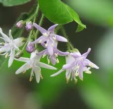 Image result for Ehretia rigida