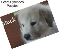 Only guaranteed quality, healthy puppies. Great Pyrenees Livestock Guardian Dogs For Sale In Pennsylvania Agriseek Com