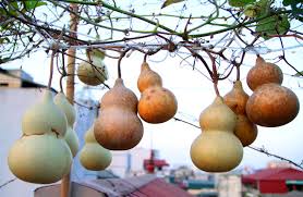 Kết quả hình ảnh cho bầu treo mấy trái images