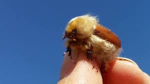 Image result for Sparrmannia