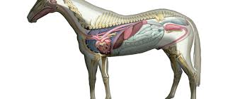 The most common horse leg bone material is metal. Hands On A Guided Tour Of Equine Anatomy Focus On The Hoof And Leg Postponed The Horse Portal
