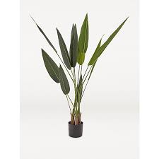 Generally they require warmer climates with a long of rainfall and high humidity. Artificial Bird Of Paradise In Black Pot 130cm Home George At Asda