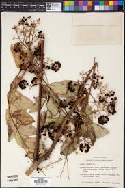 Image result for Astropanax myrianthus