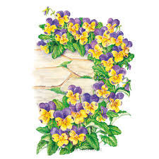 A complete range of products and services flowers by johnny, company. Johnny Jump Up Viola Seeds Flowers Botanical Interests