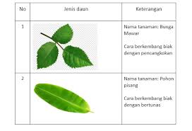 Maybe you would like to learn more about one of these? Kunci Jawaban Buku Paket Halaman 147 152 Dan 153 Kelas 3 Sd Mi Tema 1 Subtema 4 Pembelajaran 1 Halaman All Tribun Pontianak