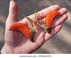 Image result for Erythrina afra