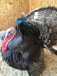 This traditional roasted turkey is perfect for thanksgiving and christmas family dinners. Heritage Turkeys Breeds Localharvest