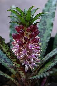 Image result for Eucomis