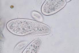 Dec 14, 2020 · single celled flagellate euglena under the microscope. Paramecium Caudatum Is A Genus Of Unicellular Ciliated Protozoan And Bacterium Stock Image Image Of Education Light 170695885