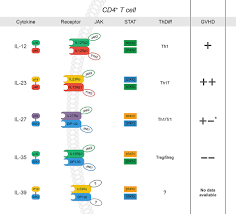 Cytokine là các protein hay glycoprotein không phải kháng thể được sản xuất và phóng thích bởi các tế bào bạch cầu viêm và một số tế bào khác không phải bạch cầu. Frontiers The Il 12 Cytokine And Receptor Family In Graft Vs Host Disease Immunology