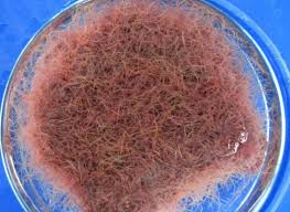 Cara memelihara cacing sutra agar hidup lebih lama (ala ertilu fish farm). Cara Budidaya Cacing Sutra Tanpa Air Mengalir Untuk Pemula