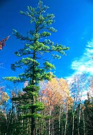 More images for how tall do white pine trees grow » White Pine Pinus Strobus Wildlife Journal Junior